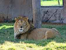 Al Ain Zoo photo