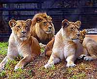 Adelaide Attractions for Children
