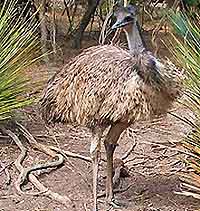 Adelaide Attractions for Children