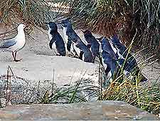 Attractions Nearby Adelaide