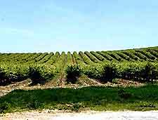 Adelaide Vineyards and Wines