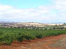 Adelaide Vineyards and Wines