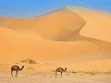 Photograph of the sweeping Grand Erg Oriental dunes