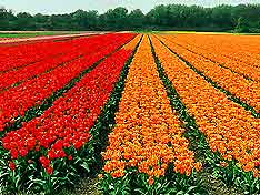 Attractions Nearby Amsterdam