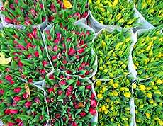 Amsterdam Markets