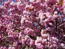 Photo of cherry blossom in the spring