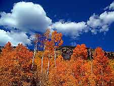 Aspen Autumn Trees