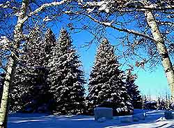 Aspen View Snow