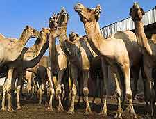 Photo of camels