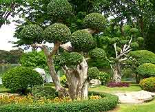 Photo of Lumpini Park