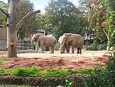 Photo of elephants at Basel's City Zoo