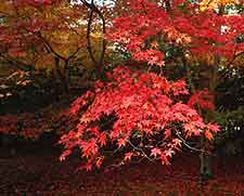 Frome Parks and Gardens