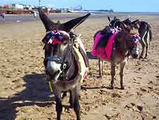 Photo showing donkey rides on the beach