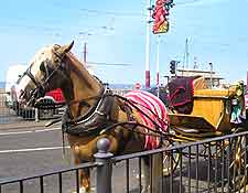 Picture of horse and carriage on the Golden Mile