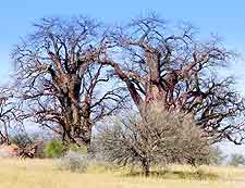 Picture of the Baines Baobabs (Seven Sisters)