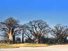 Picture of the famous Baines Baobabs (Seven Sisters) at the Nxai Pan