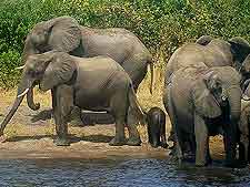 Photo of African elephants at Chobe National Park