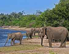 Photograph of elephants drinking at the Chobe National Park