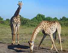 Picture of wild giraffes at Chobe National Park