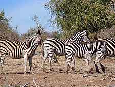 Image of zebras at Makgadikgadi Pans National Park