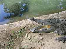 Kazangula Crocodile Farm photo