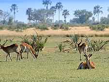 Photograph of wildlife at the Chobe National Park