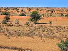 Further picture of the Kalahari Desert