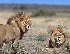 Image of lions, taken at the Central Kalahari Game Reserve