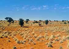View of the famous Kalahari Desert