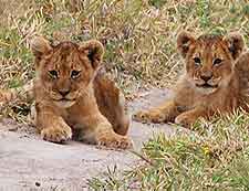 Picture taken at St. Claire Lion Park