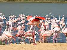 Nata Bird Sanctuary picture, showing lesser flamingos