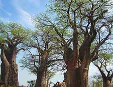 Further picture of the Baines Baobabs in Nxai Pan National Park