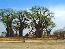 Baines Baobabs (Seven Sisters) picture