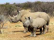 Photo of wild white rhinos in Africa