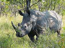 Picture of white rhino at Mokolodi Nature Reserve