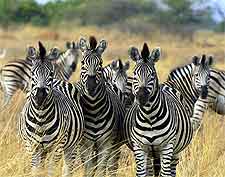 Image of zebras at the Chobe National Park