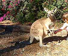 Brisbane Attractions for Children