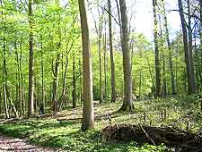 Photo of the Foret de Soignes