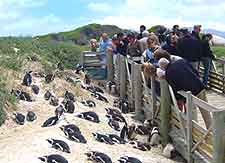 Boulders Beach photo, showing local penguins