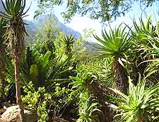 Further photo taken at the Kirstenbosch National Botanical Gardens