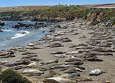 Image showing seals on nearby beach