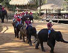 Image of an elephant safari, nearby