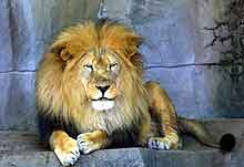 Chicago Attractions for Children