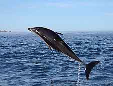 Christchurch Dolphin Swimming