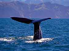 Christchurch Whale Watching