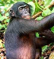 Image taken at the AAC Bonobo Nursery Sanctuary