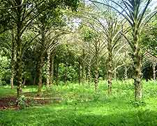 Picture of palms at the Kisantu Botanical Gardens