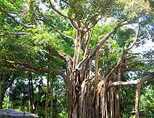 Photo of mature fig tree at the Kisantu Botanical Gardens