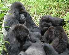 Photo of mountain gorillas in the Virunga National Park