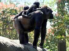Image of gorillas, taken at the Kahuzi Biega National Park